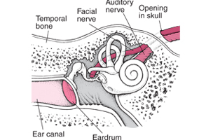 auditory nerve definition psychology
